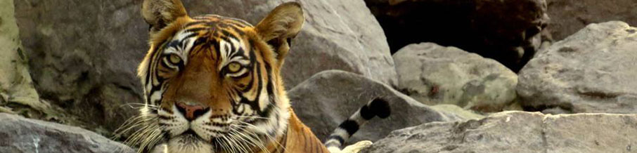 Ranthambore Day Trip from Jaipur
